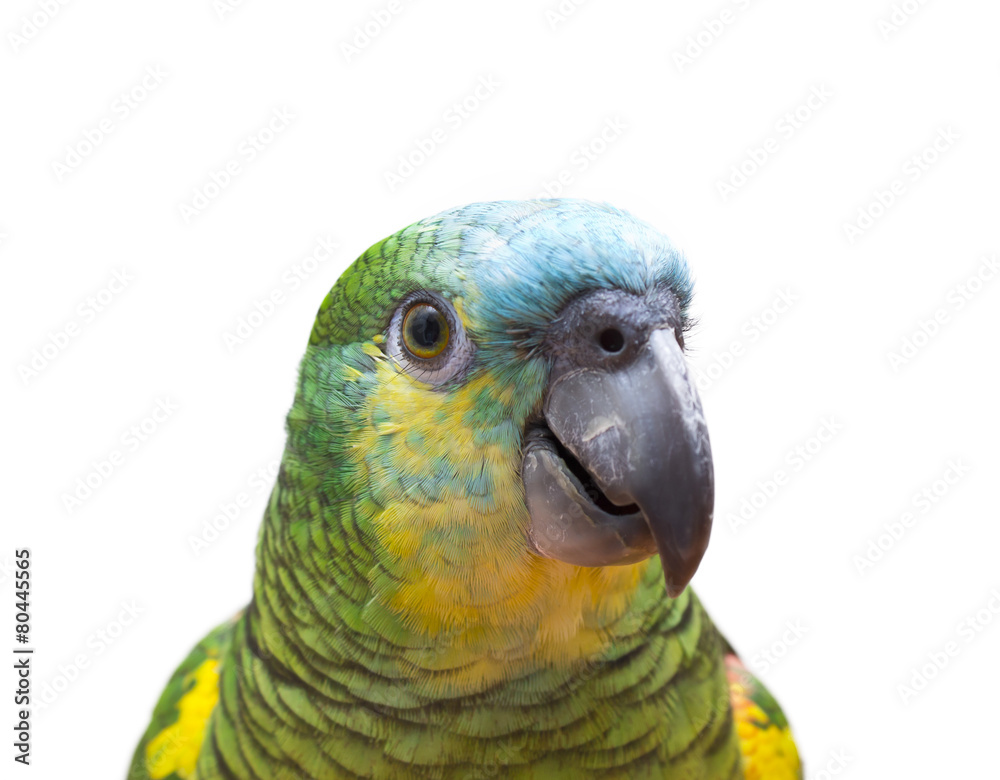 parrot isolated