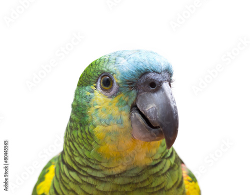 parrot isolated