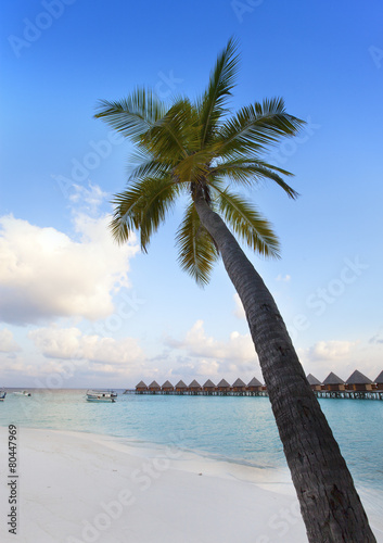Palm tree on a sandy beach at the cyan sea. Maldives...