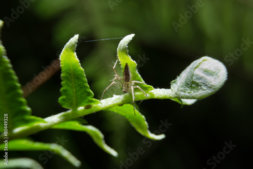 Spider holding on fern plant.