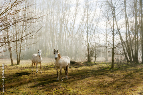 Wallpaper Mural two white horses in the field with trees Torontodigital.ca