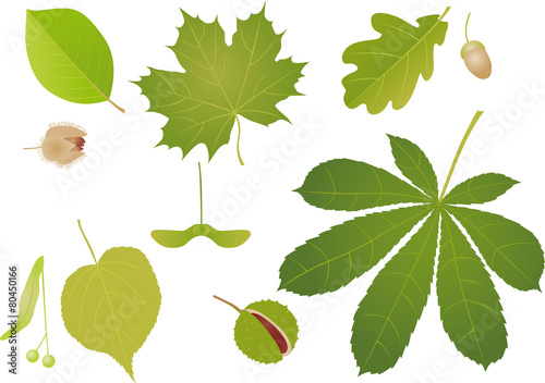 Green leaves
