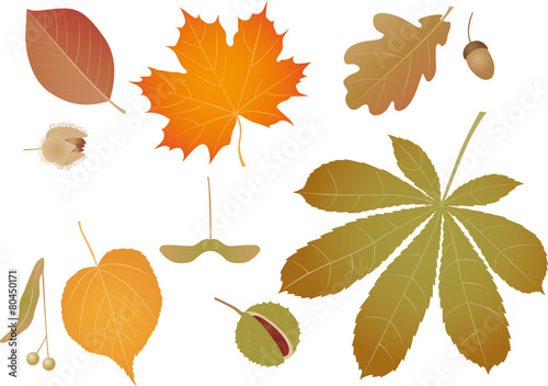 Color leaves