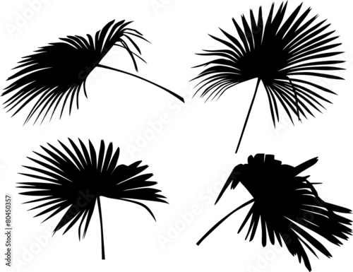 four palm tree leaves isolated on white