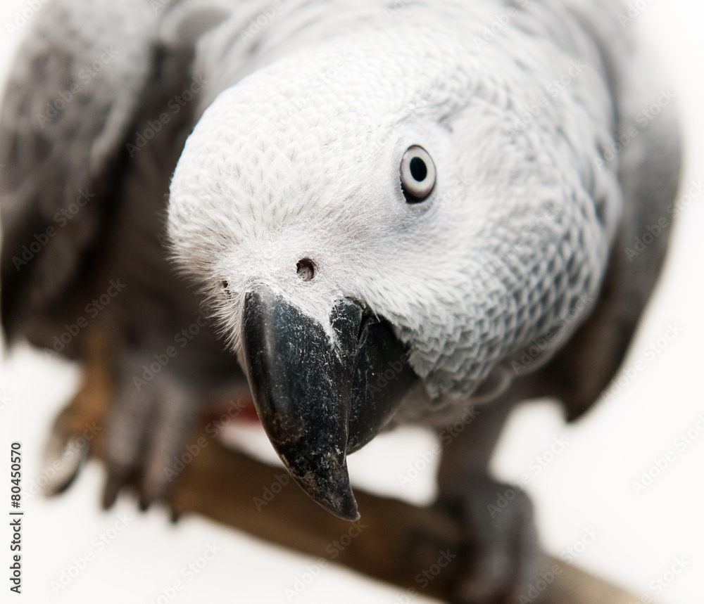 Obraz premium African Grey Parrot