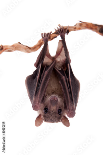 Print op canvas Egyptian fruit bat isolated on white