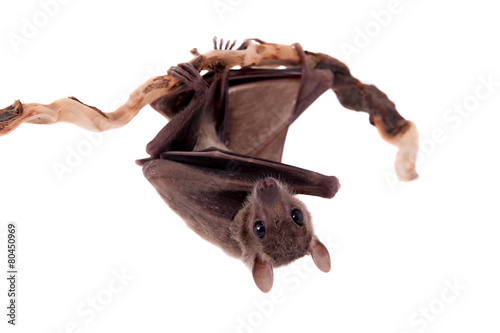 Egyptian fruit bat isolated on white photo
