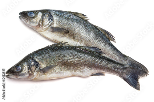 Sea bass fish on withe background