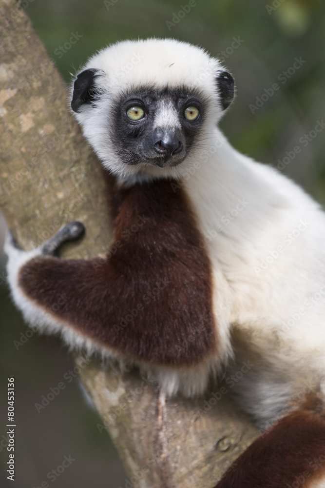 Naklejka premium Sifaka lemur on a tree