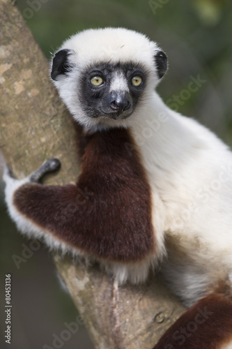 Sifaka lemur on a tree © biolphoto