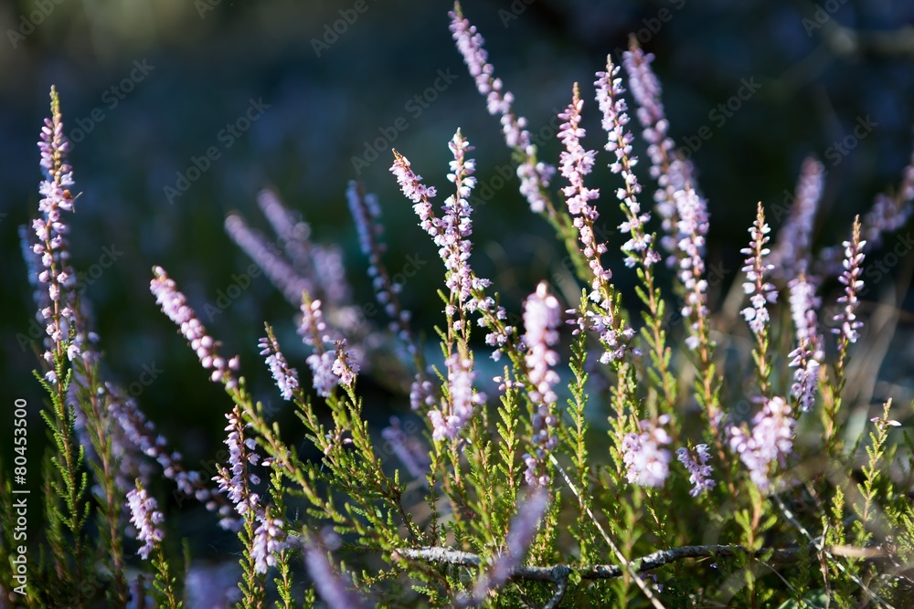 Obraz premium Blooming heather