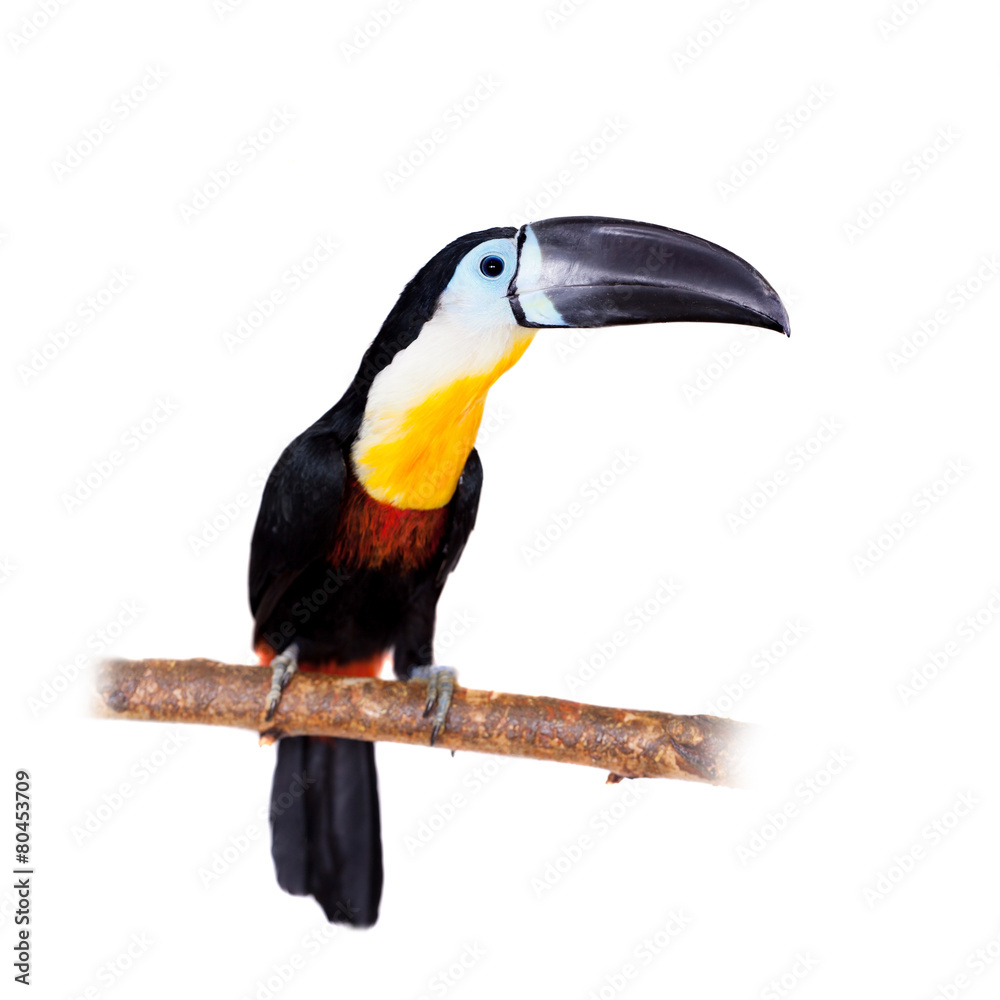 Channel-billed toucan isolated on white Channel-billed toucan isolated on white