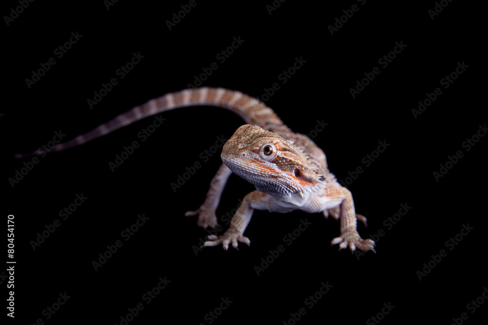 Fototapeta premium Small bearded dragon isolated on black