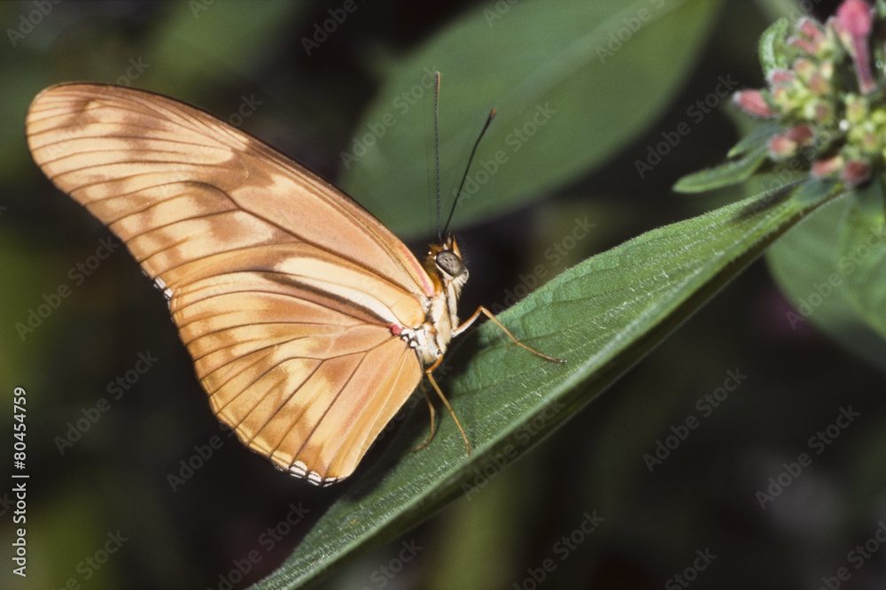 papillon Dryas iulia aux ailes deployées papillon Dryas iulia aux ailes deployées