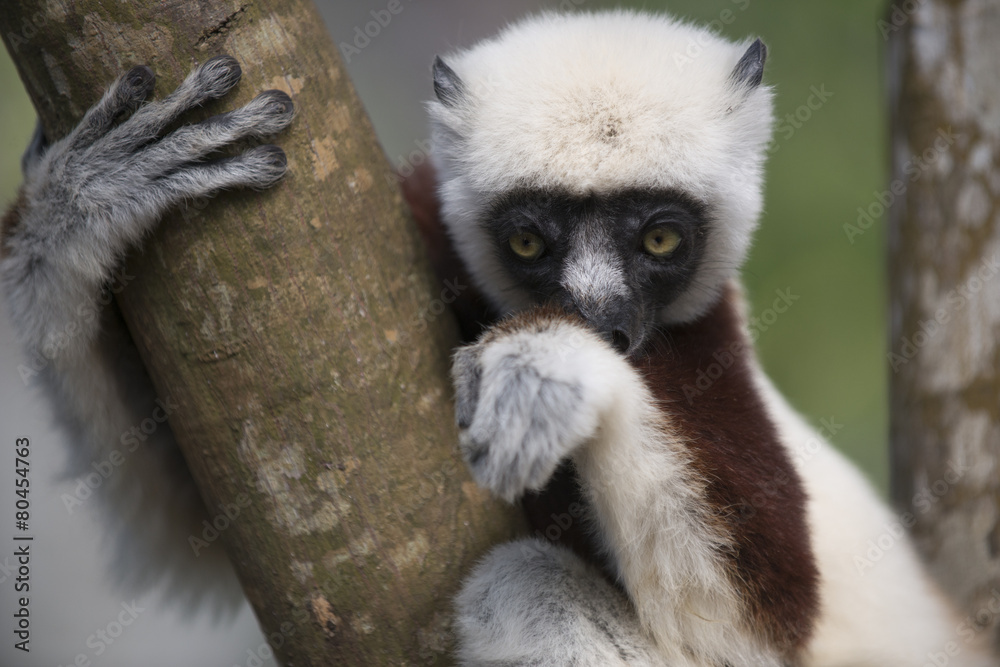 Fototapeta premium Sifaka lemur on a tree