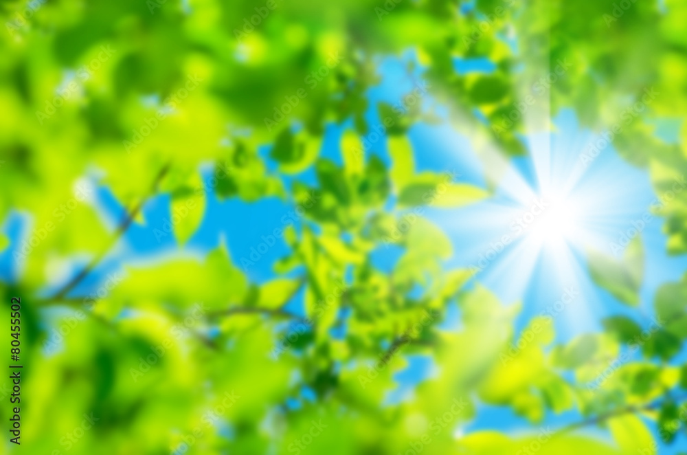 Bright spring natural background from the fresh leaves of willow Bright spring natural background from the fresh leaves of willow
