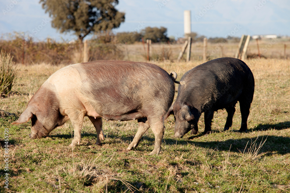 Iberian pig in the field of Spain. Iberian pig in the field of Spain.