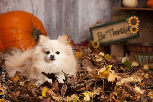Fall Pomeranian