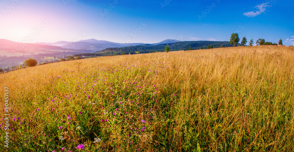 grass field in the mountains