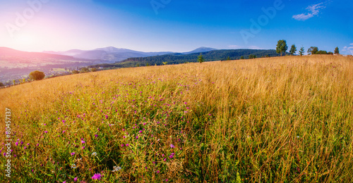 grass field in the mountains