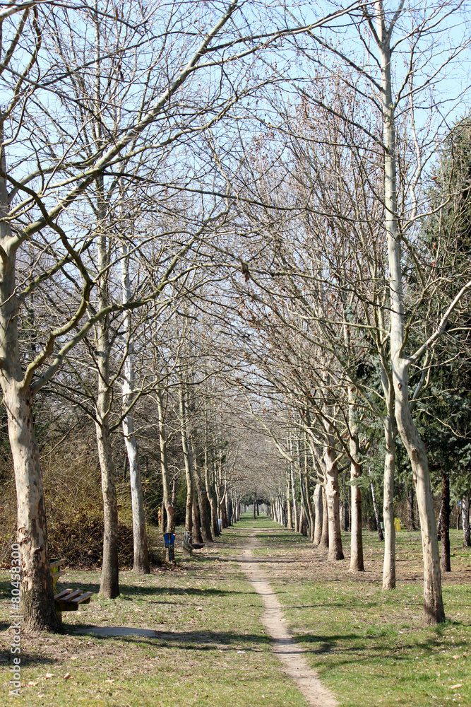 Obraz premium forest