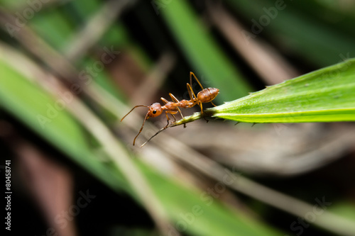 Red ant walking on green leaf with close up detailed view. © thisisdraft
