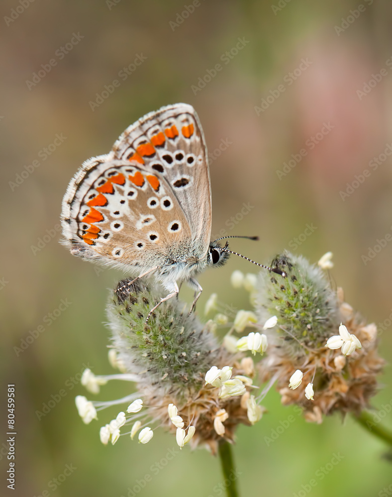 Obraz premium kelebek