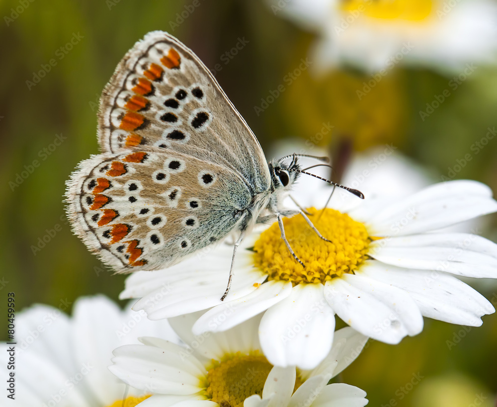 Obraz premium Kelebek