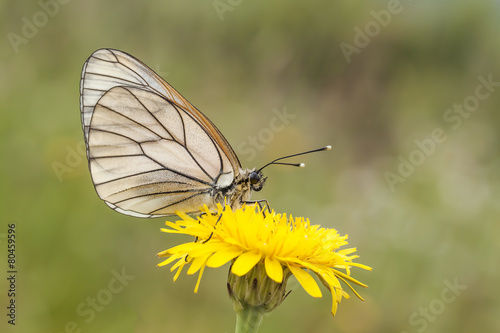 Kelebek © Esin Deniz