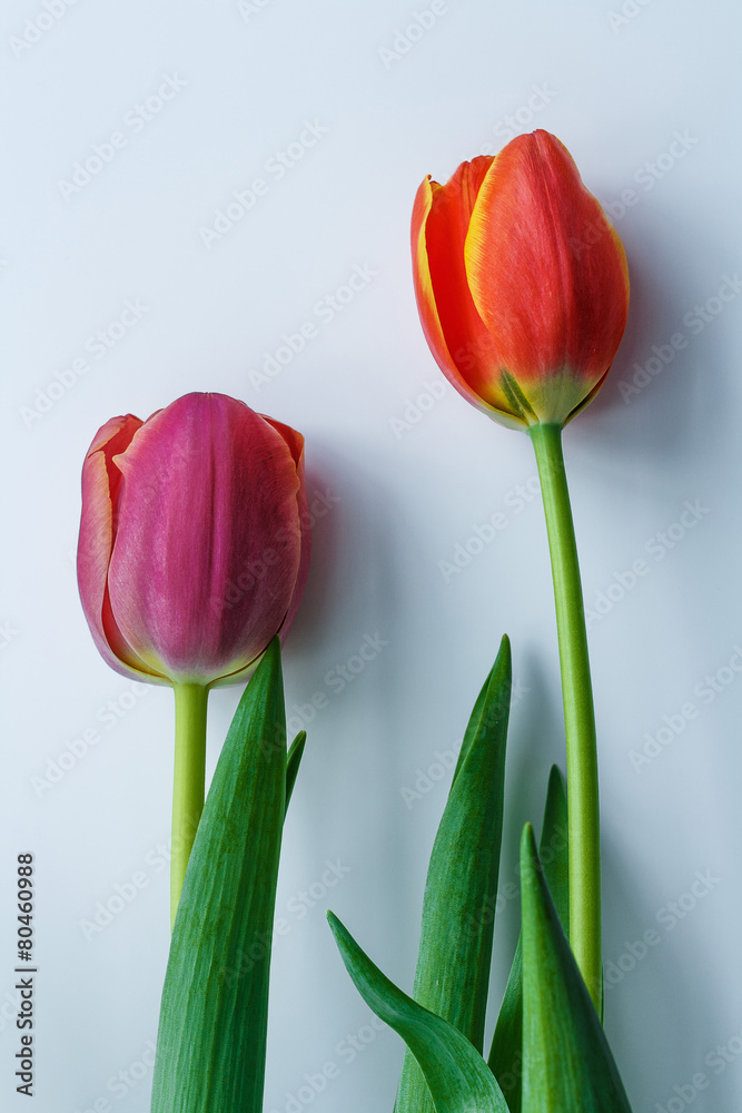 Fototapeta premium Tulipany