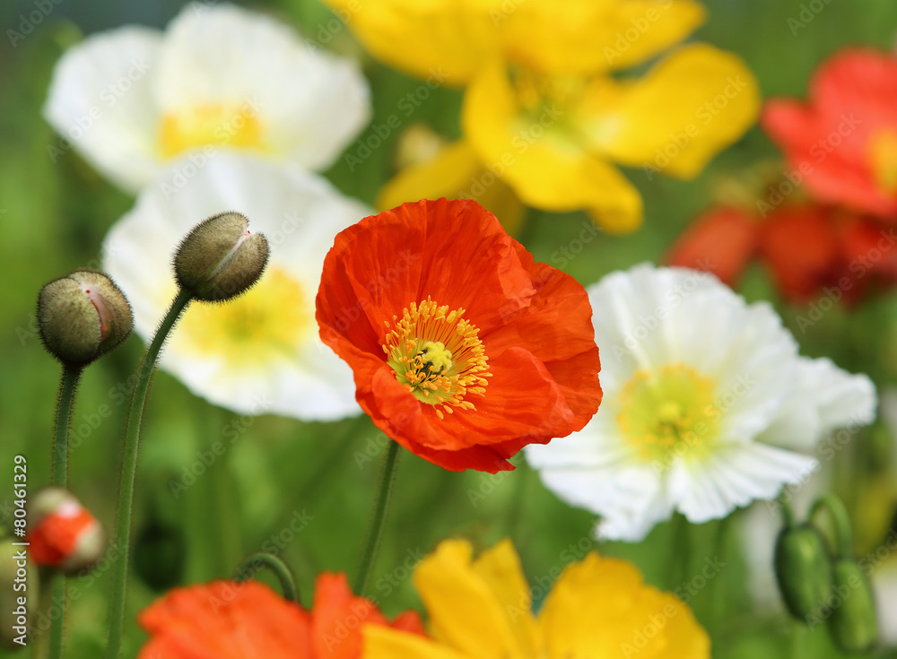 Obraz premium ポピーの花園