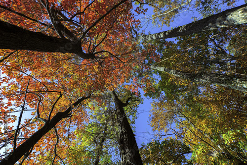 Colorful Perspective view of trees.