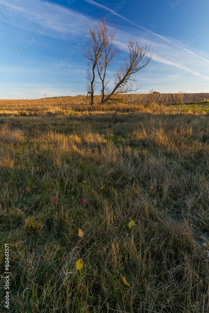 Autumn withered grassland with fallen leaves. Autumn withered grassland with fallen leaves.