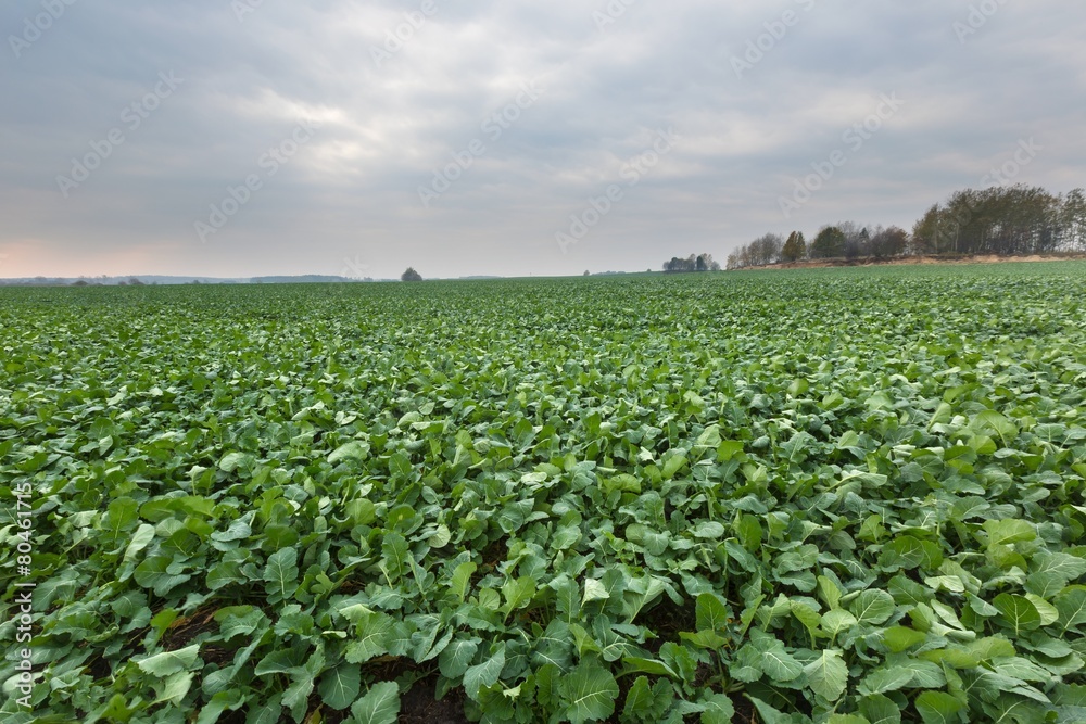 Green young rape field landscape