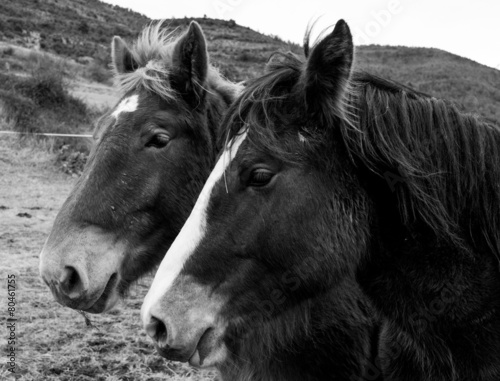 Head of two horses in black and white