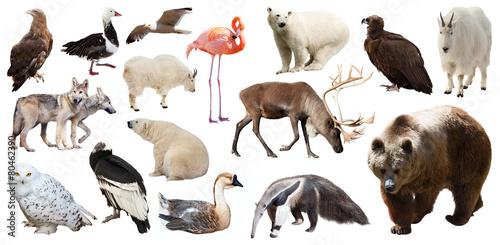 Set of  North American animals. Isolated on white photo