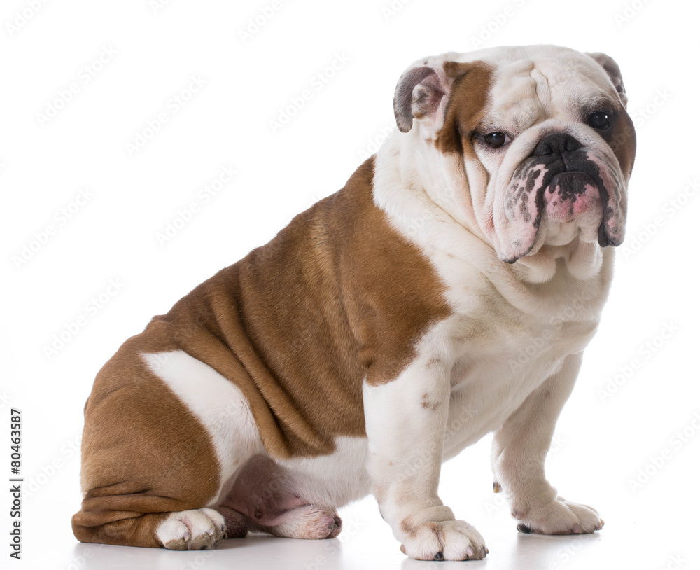 bulldog sitting