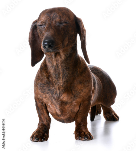 miniature smooth dachshund © Willee Cole