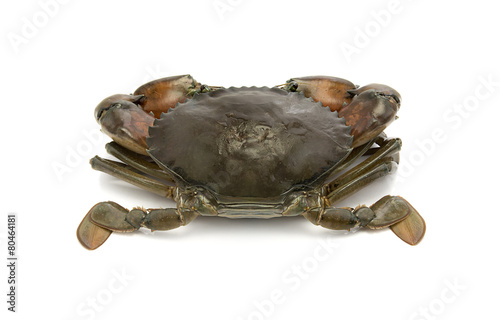 crab isolated on white background, sea food