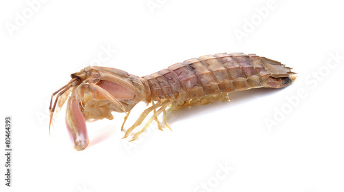 Fresh mantis shrimp on a white background, closeup of photo
