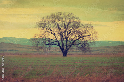 tree filtered background