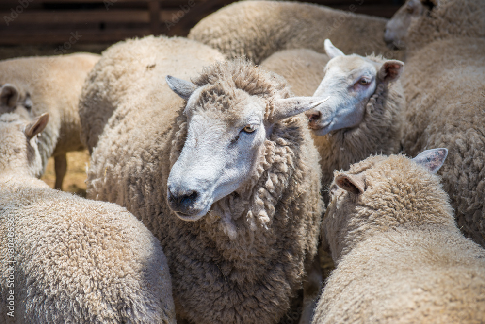 Australian sheep Australian sheep