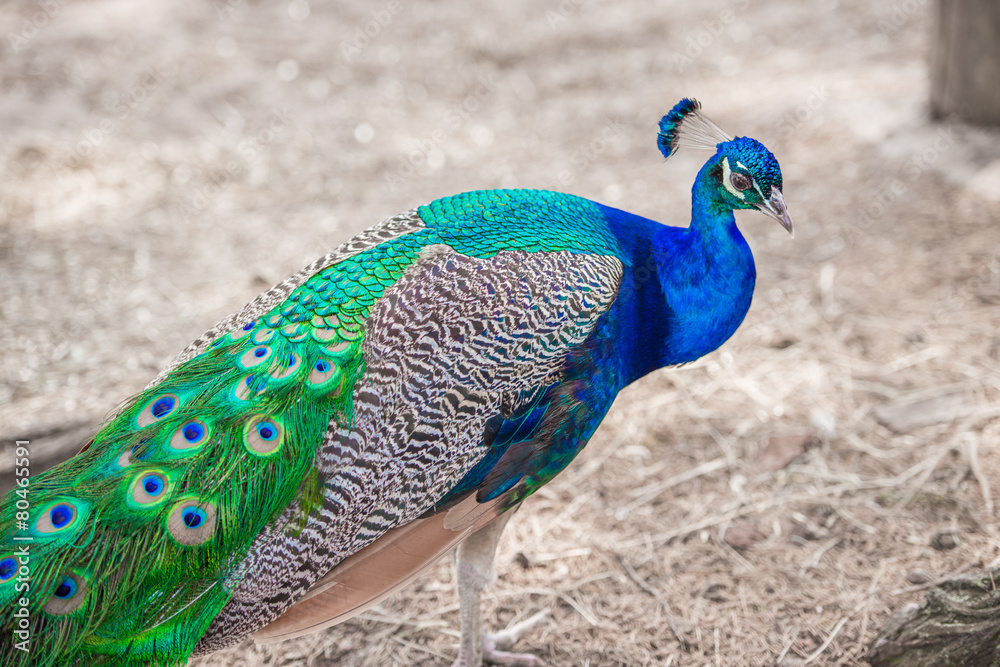 Obraz premium Peacock