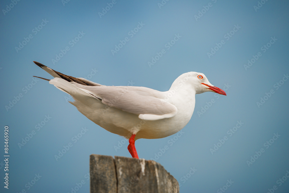 Seagull Seagull