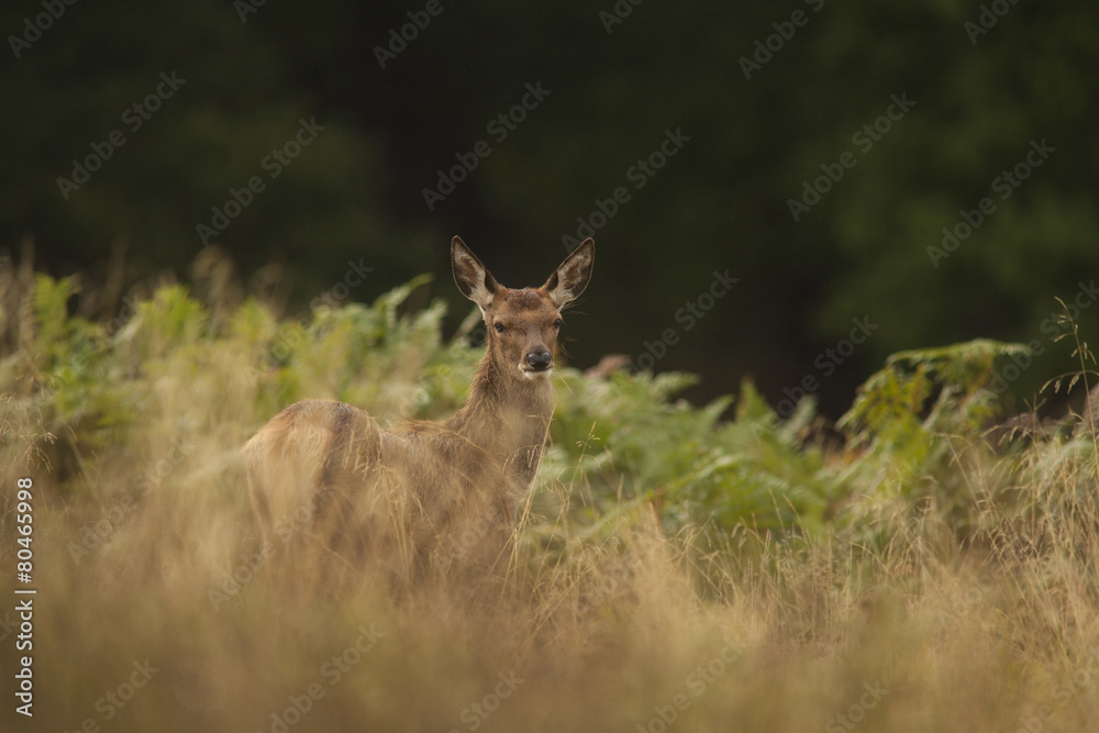 Red deer - Cervus elaphus Red deer - Cervus elaphus