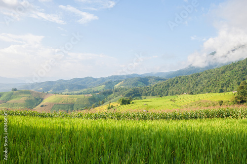 Corn and rice field terrace and shack with mountain background