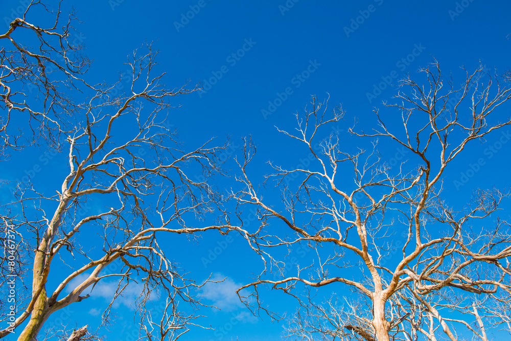 Obraz premium Withered Tree