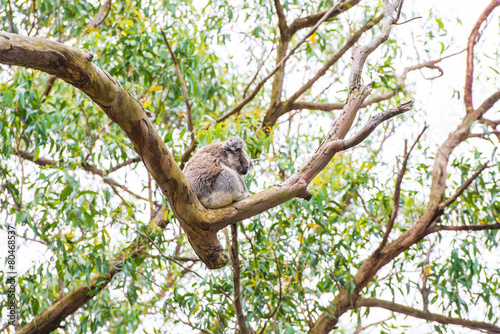 Close up of koala at sanctuary in Australia