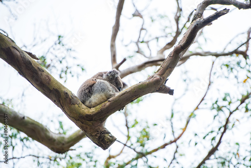 Close up of koala at sanctuary in Australia