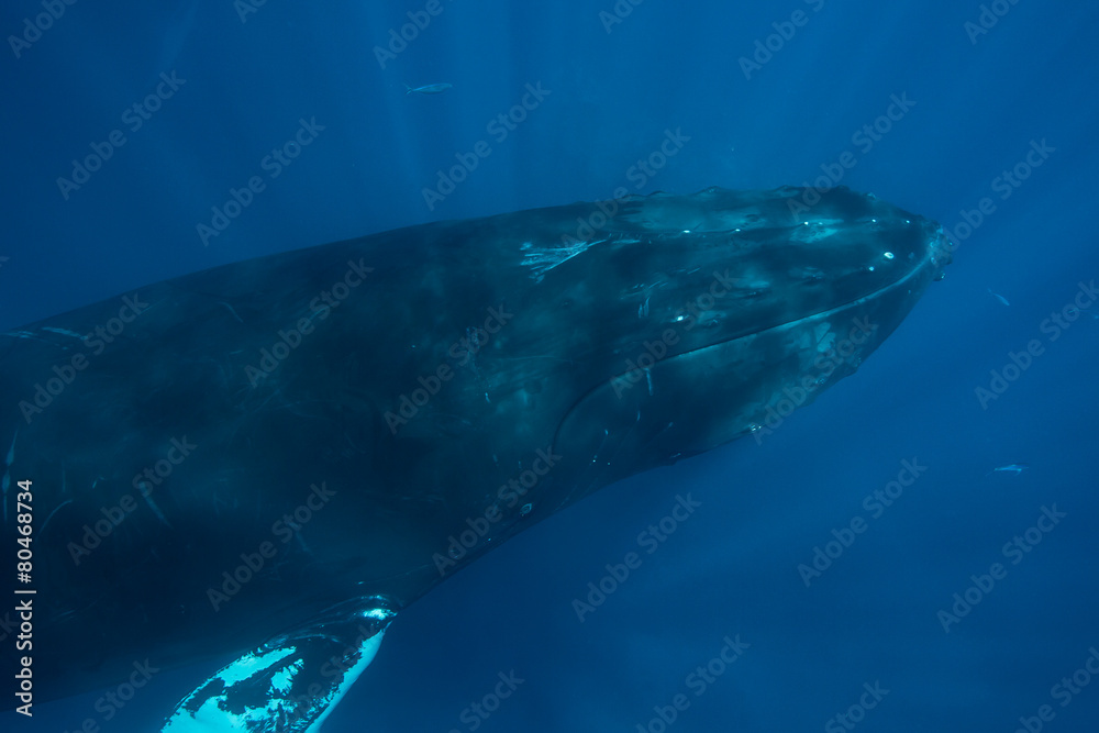 Obraz premium Humpback Whale Head